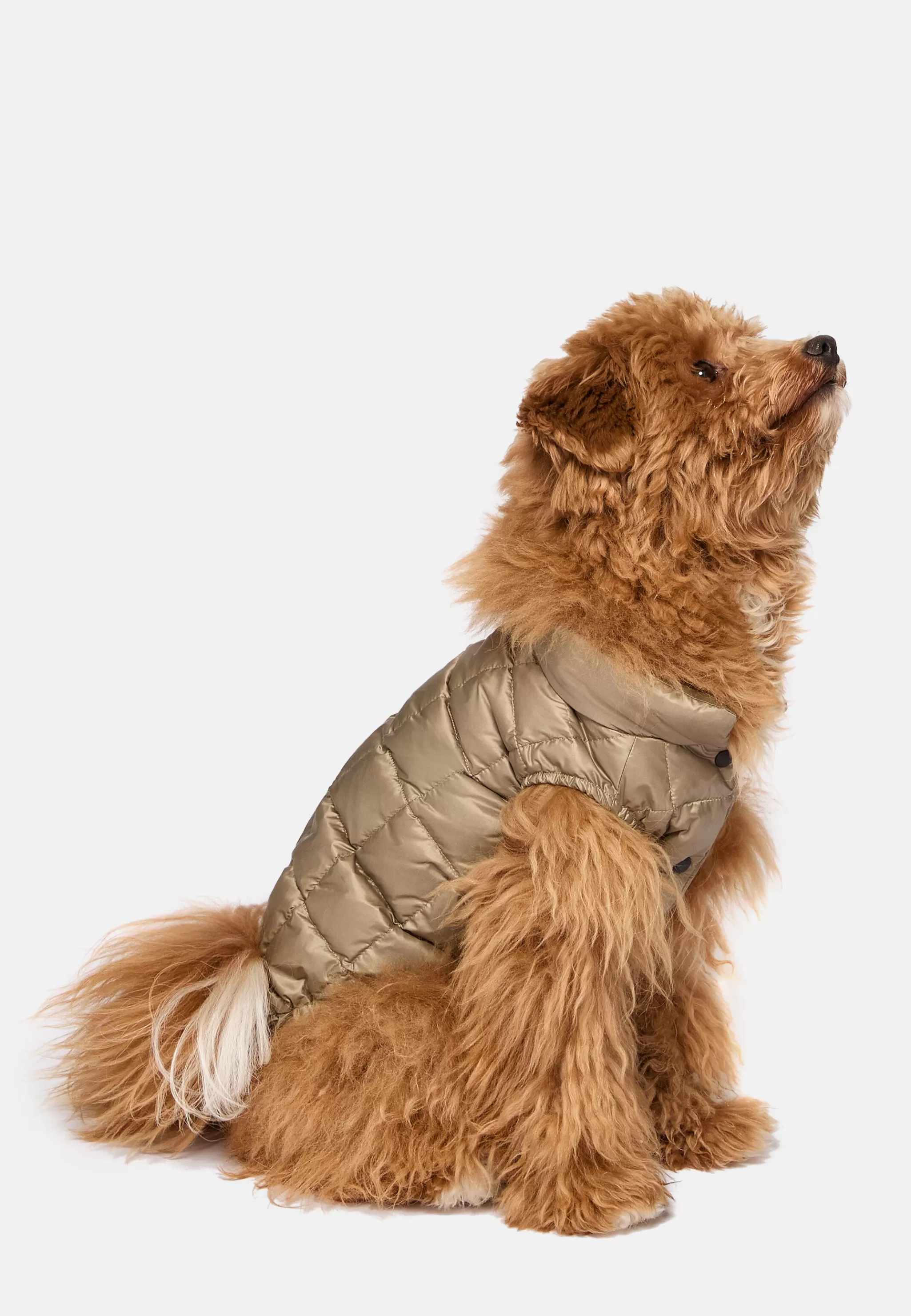 Boggi Milano Petwear*Bomber Pour Chien En Tissu Technique En Plume D'Oie Beige